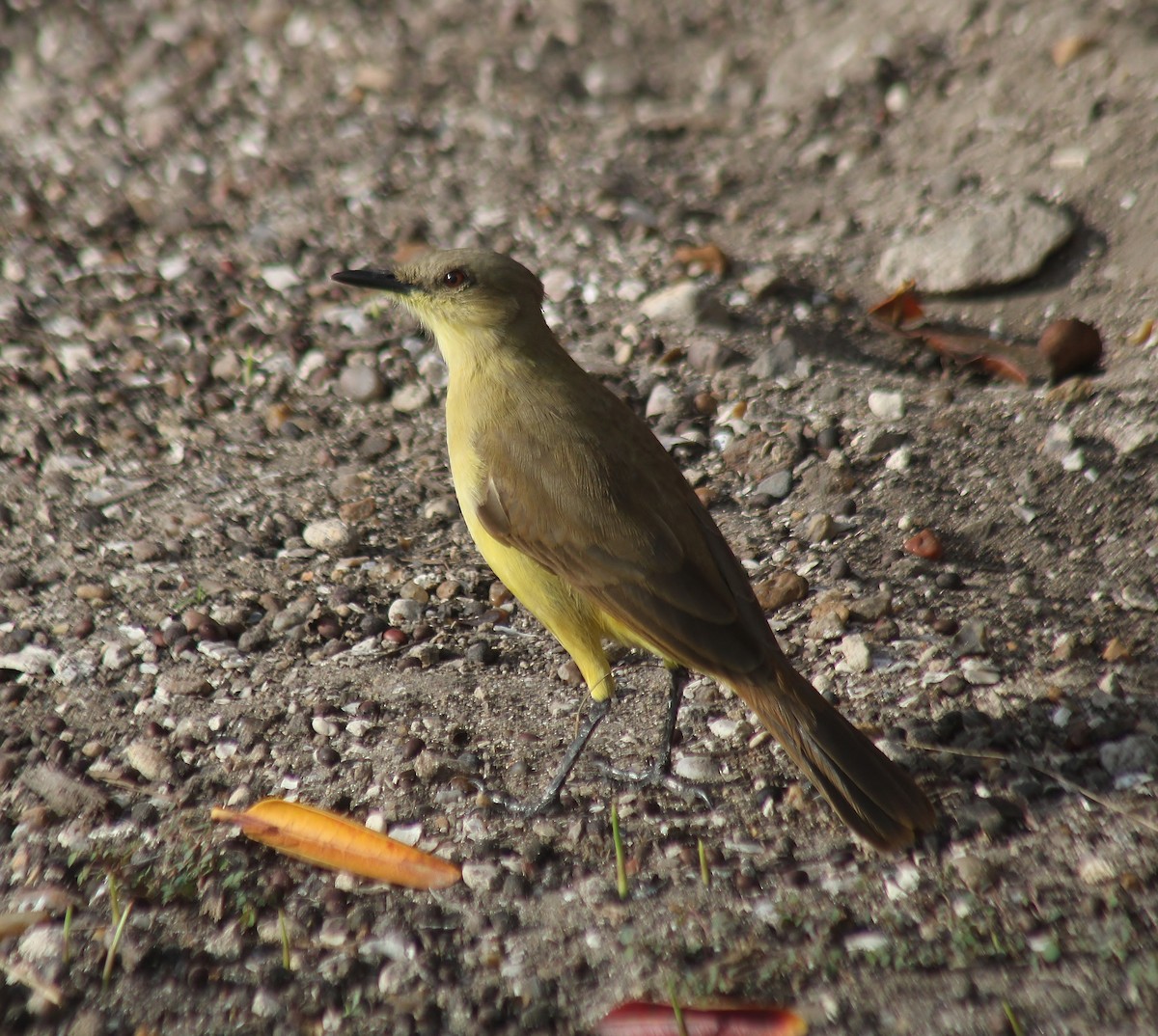 Tirano itzaina - ML647743372