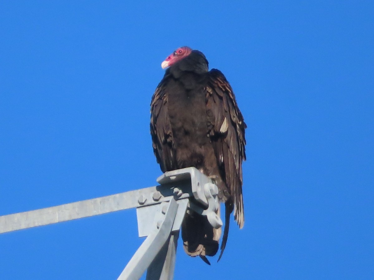 Zopilote indioilarra - ML647743373