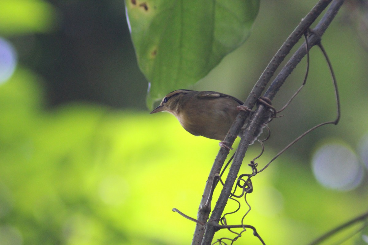 Worm-eating Warbler - ML647743374