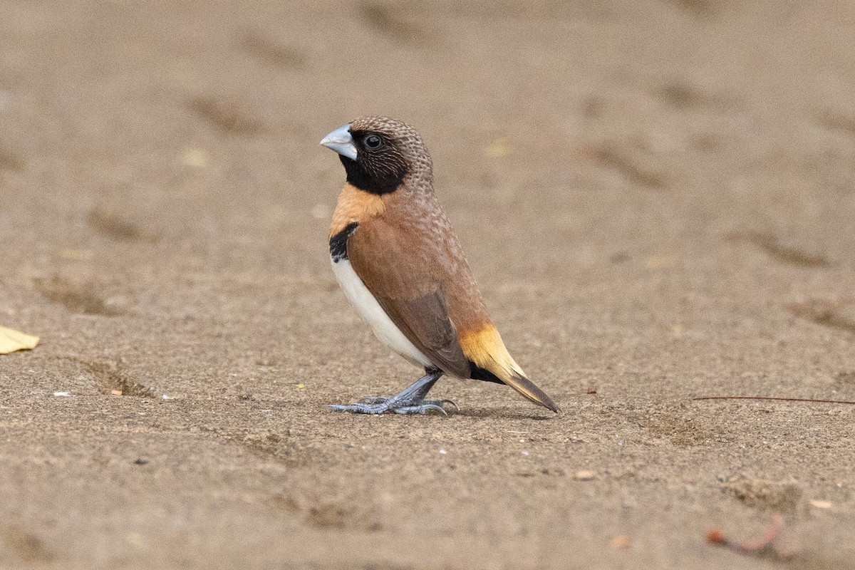 Chestnut-breasted Munia - ML647743375