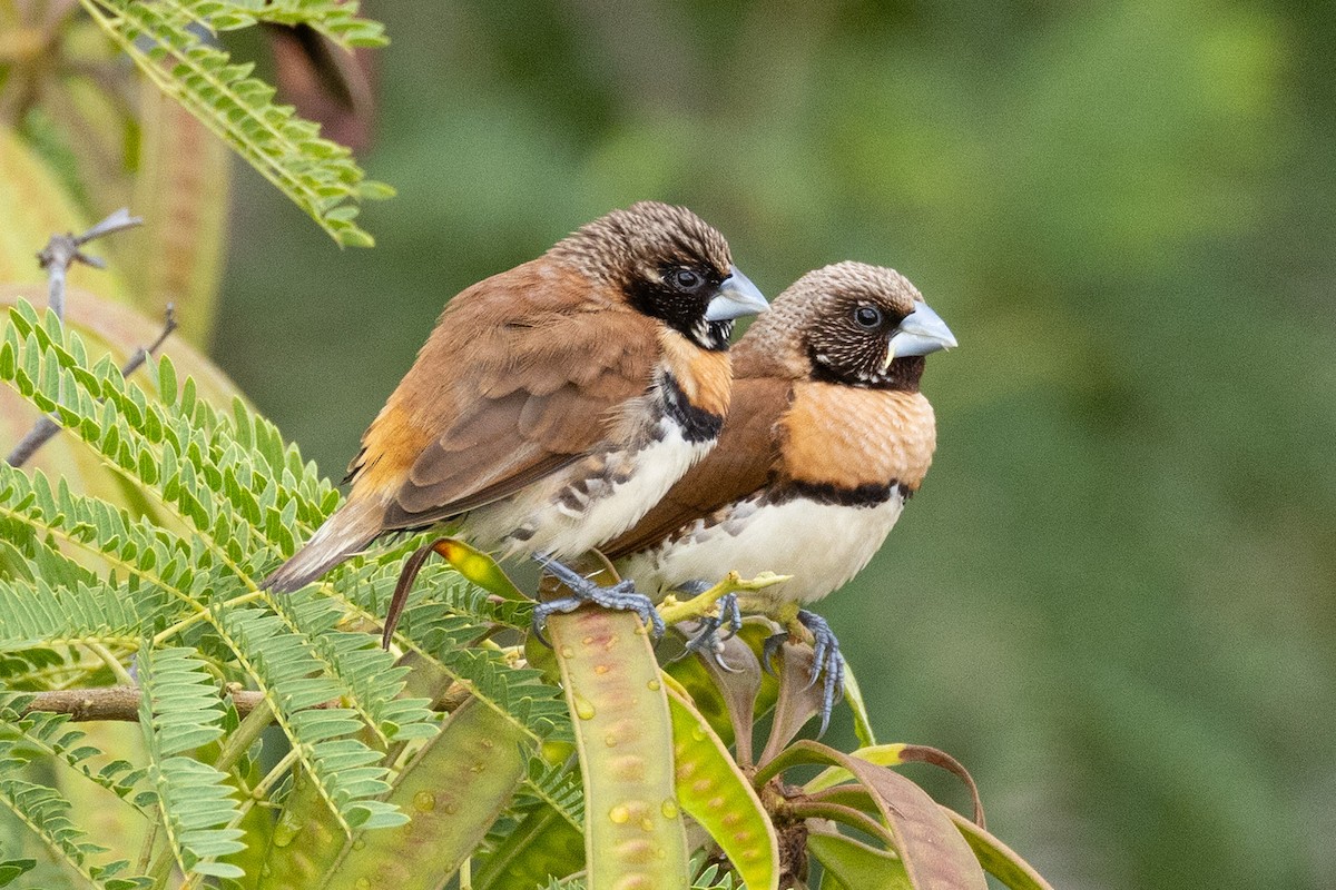 Chestnut-breasted Munia - ML647743376