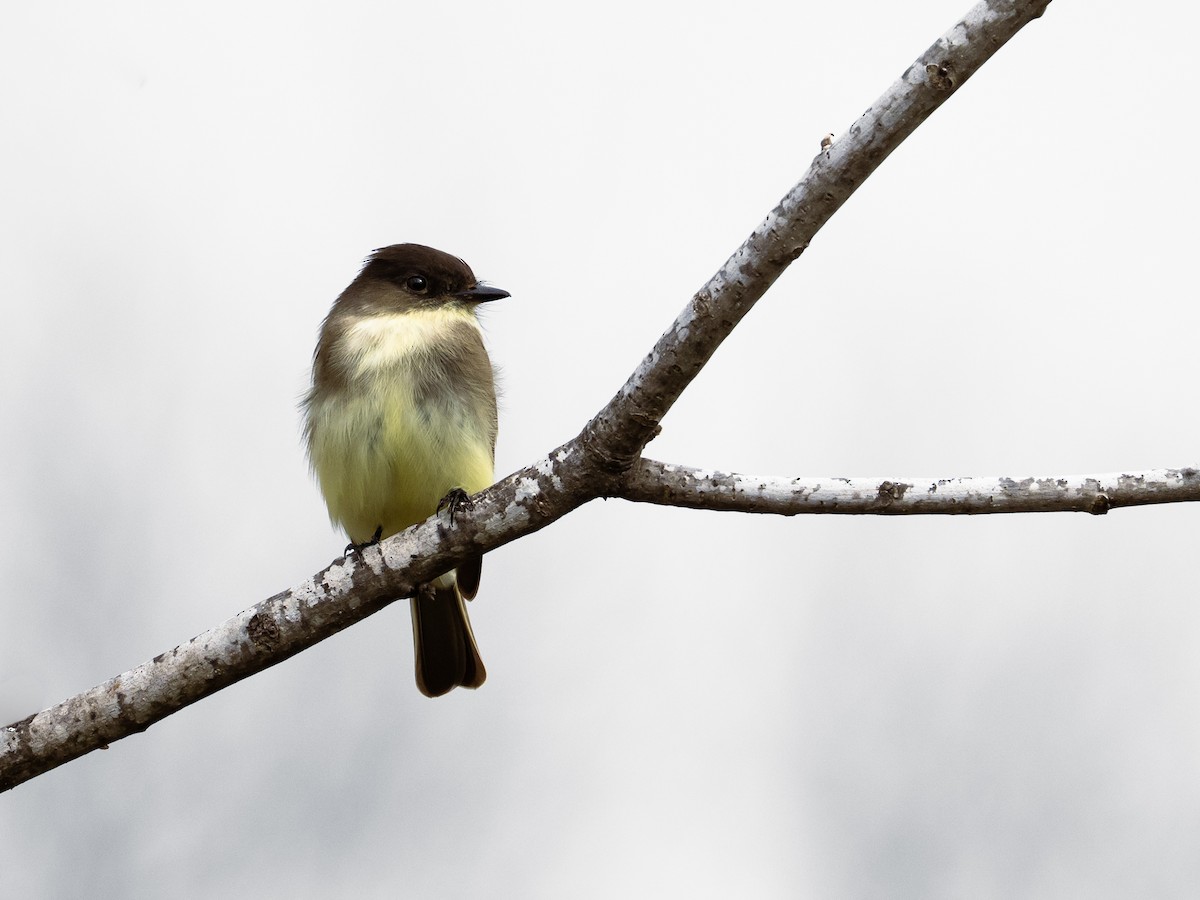 Eastern Phoebe - ML647743378