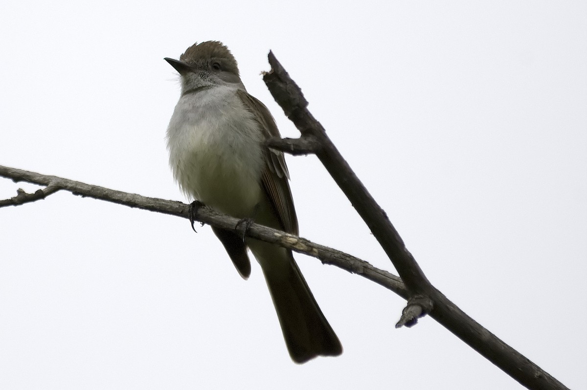 Ash-throated Flycatcher - ML647743381