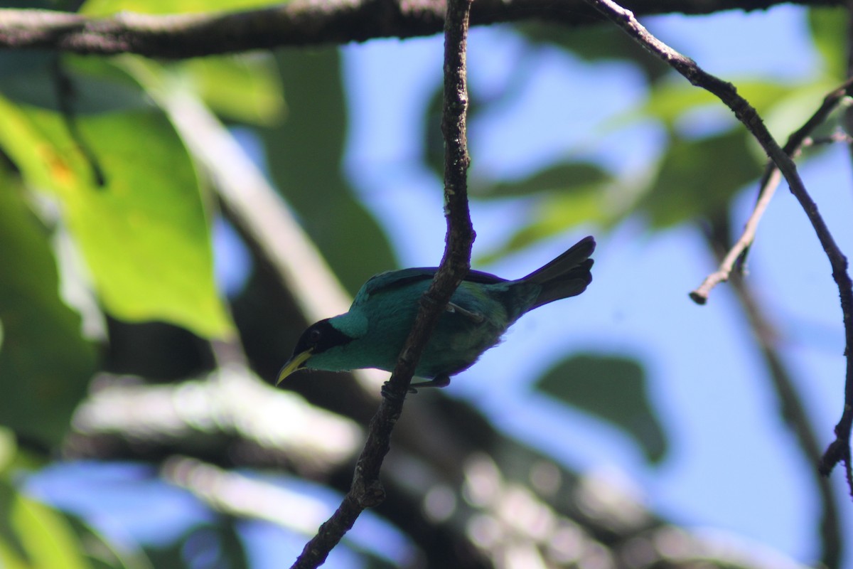 Green Honeycreeper - ML647743382