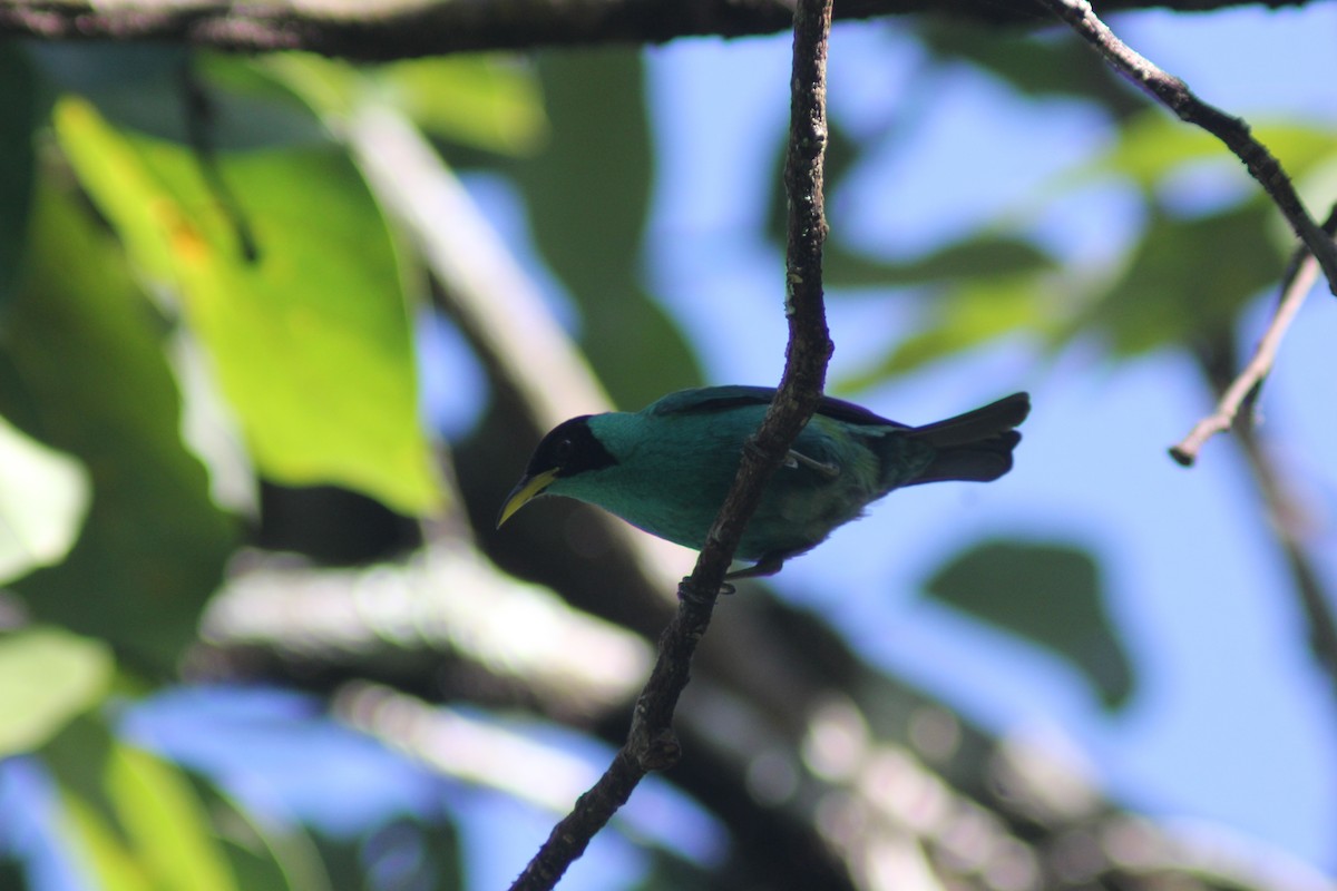 Green Honeycreeper - ML647743383