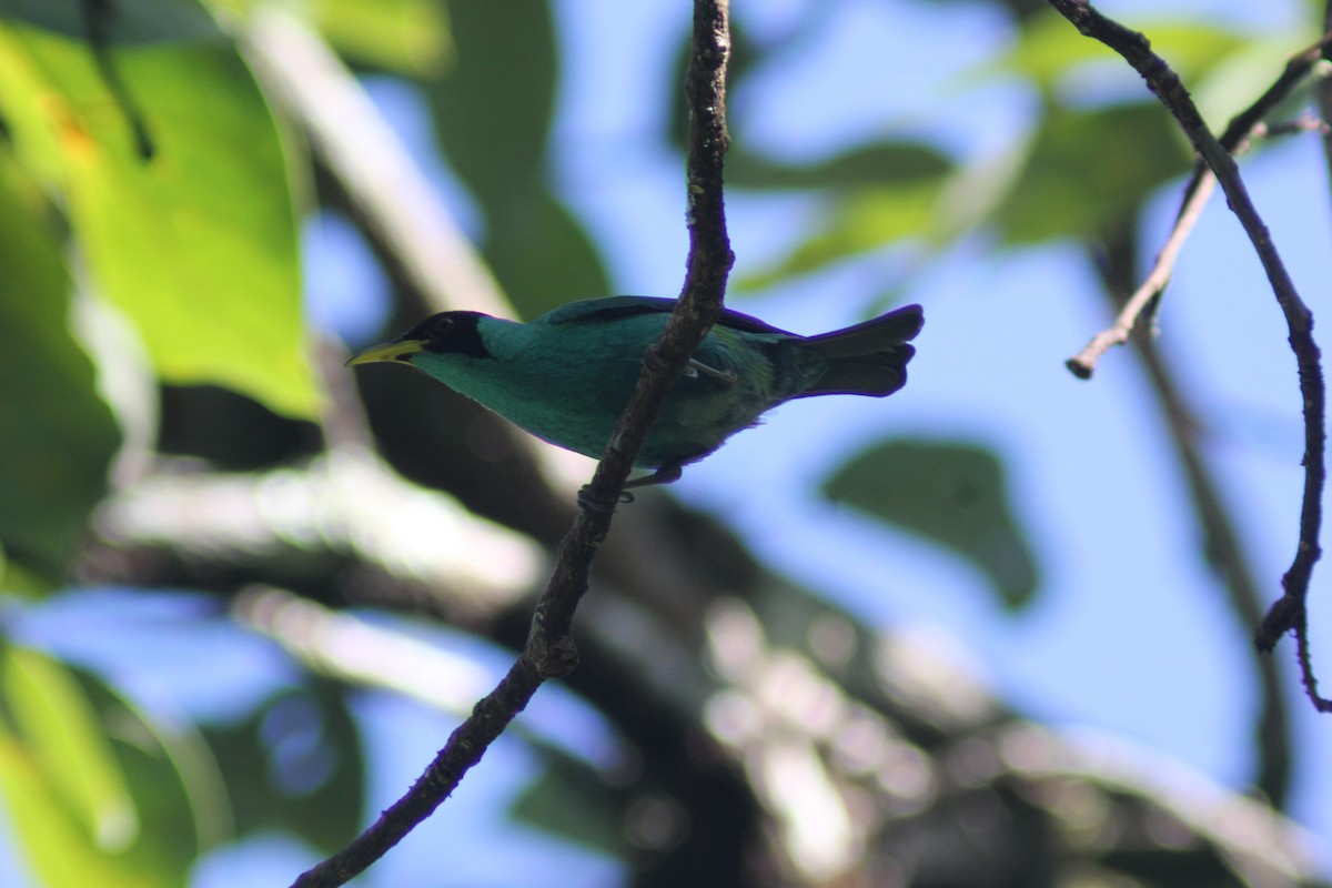 Green Honeycreeper - ML647743384