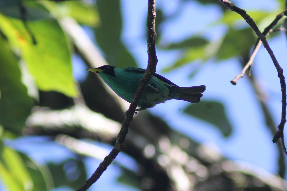Green Honeycreeper - ML647743385