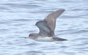 Pink-footed Shearwater - ML647743388