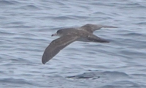 Pink-footed Shearwater - ML647743389