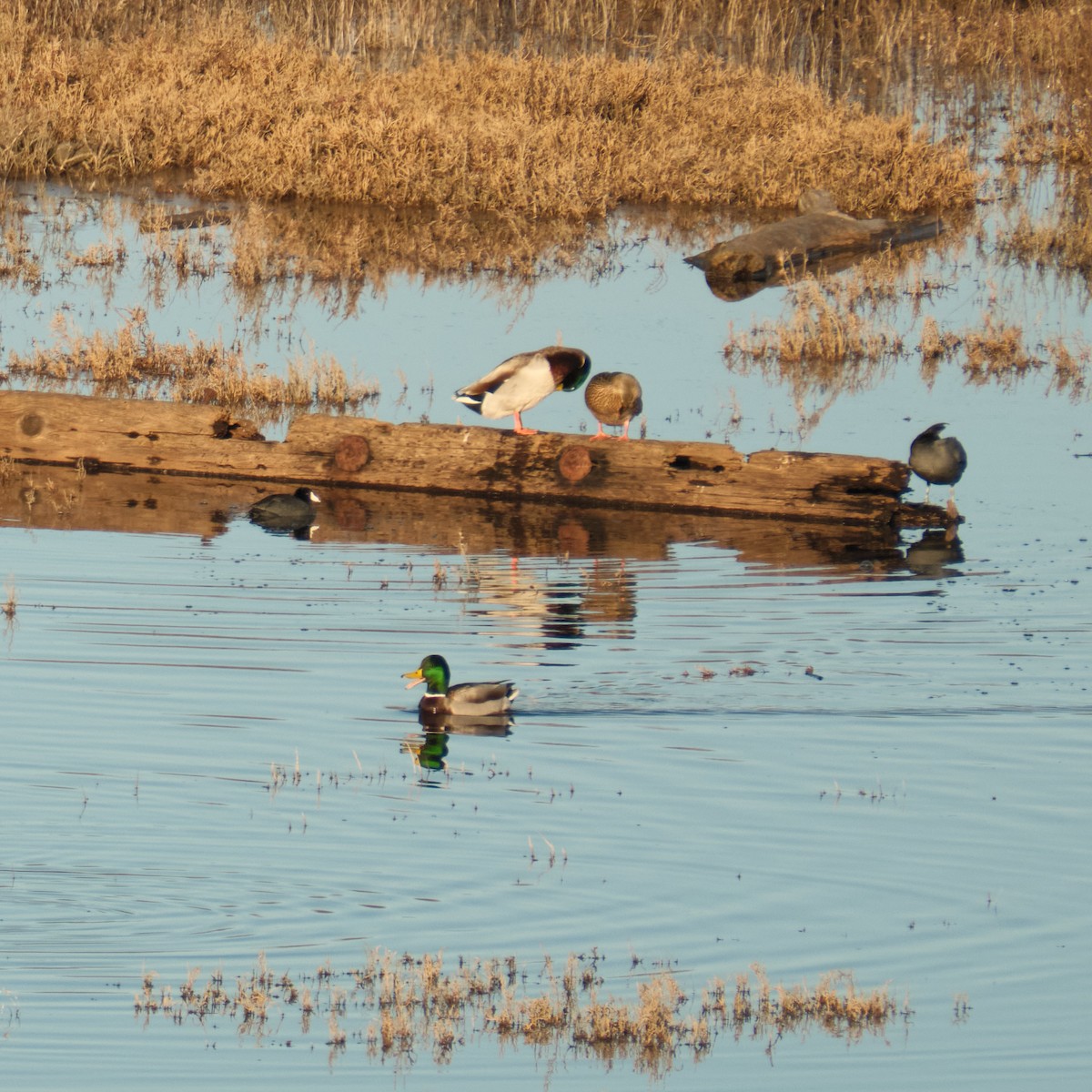 American Coot - ML647743393
