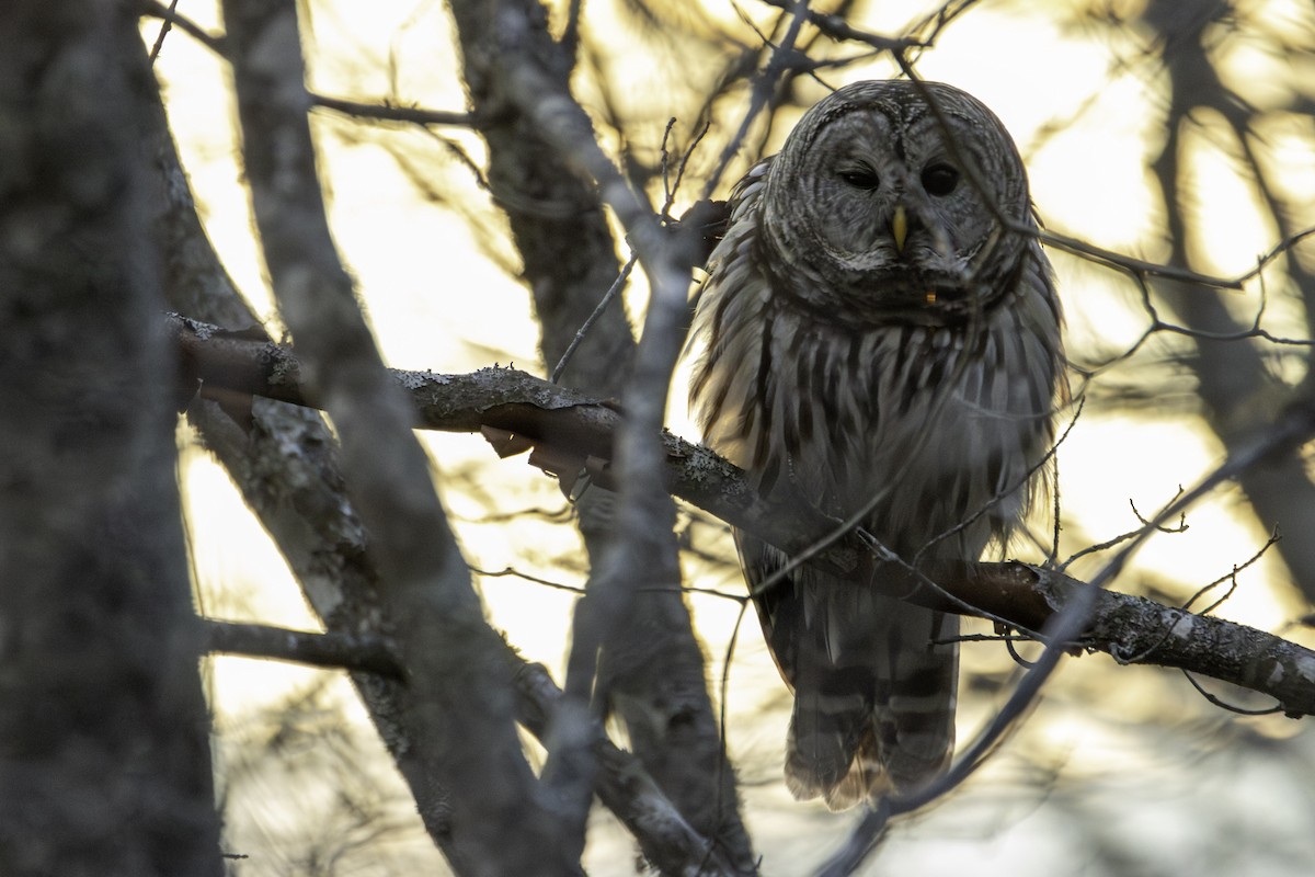 Barred Owl - ML647743394