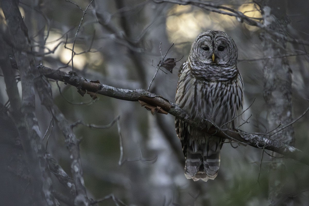 Barred Owl - ML647743395