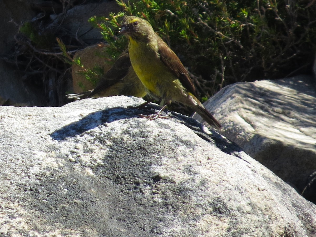 Cape Siskin - ML647743396