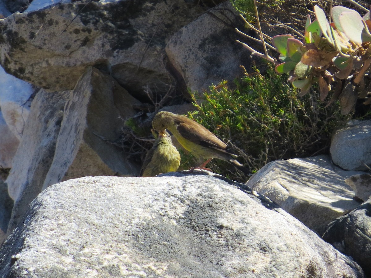 Cape Siskin - ML647743397