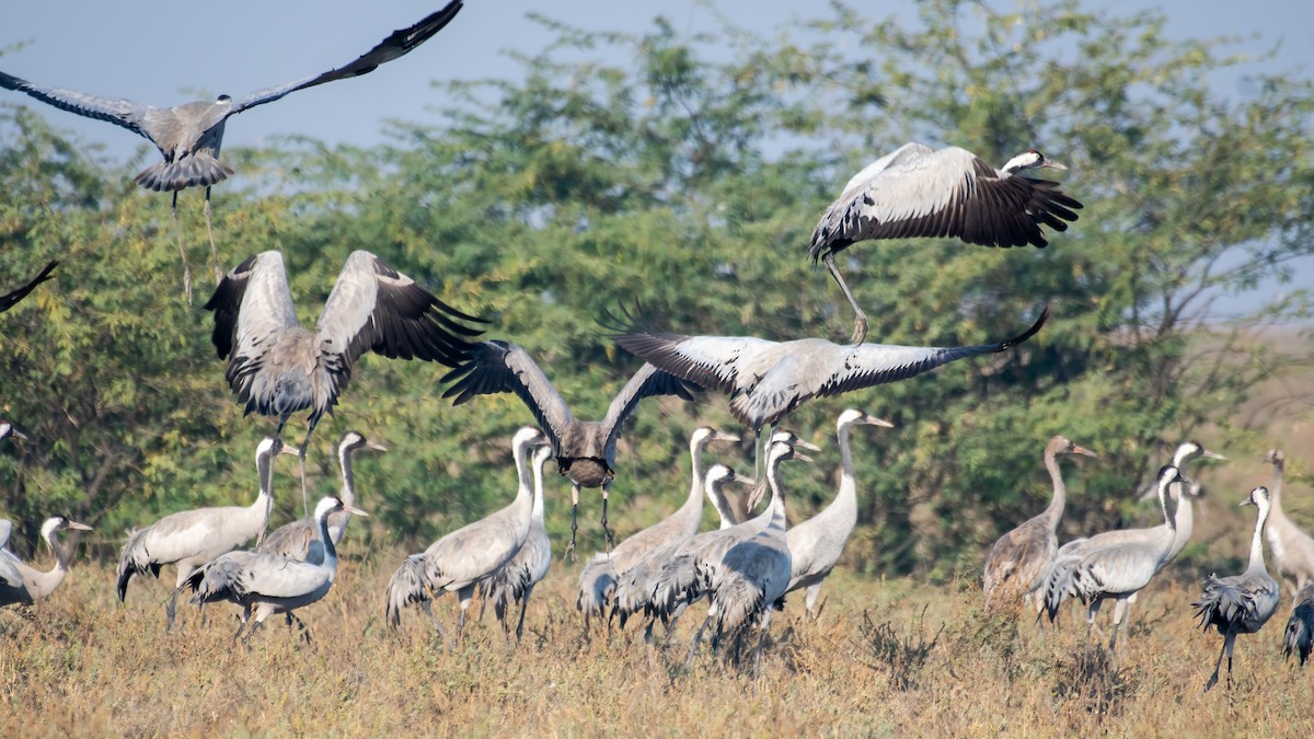 Common Crane - ML647743399