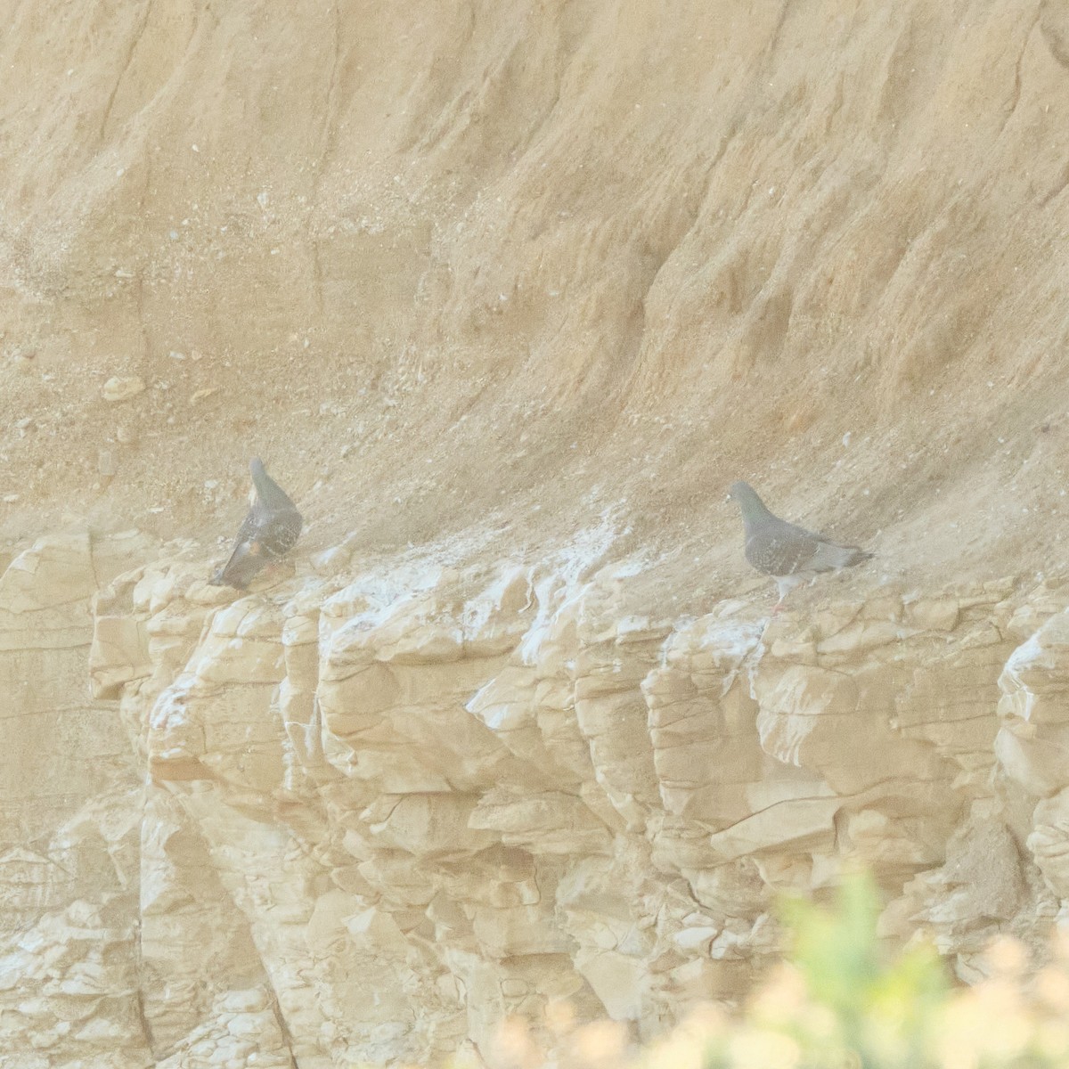 Rock Pigeon (Feral Pigeon) - ML647743401