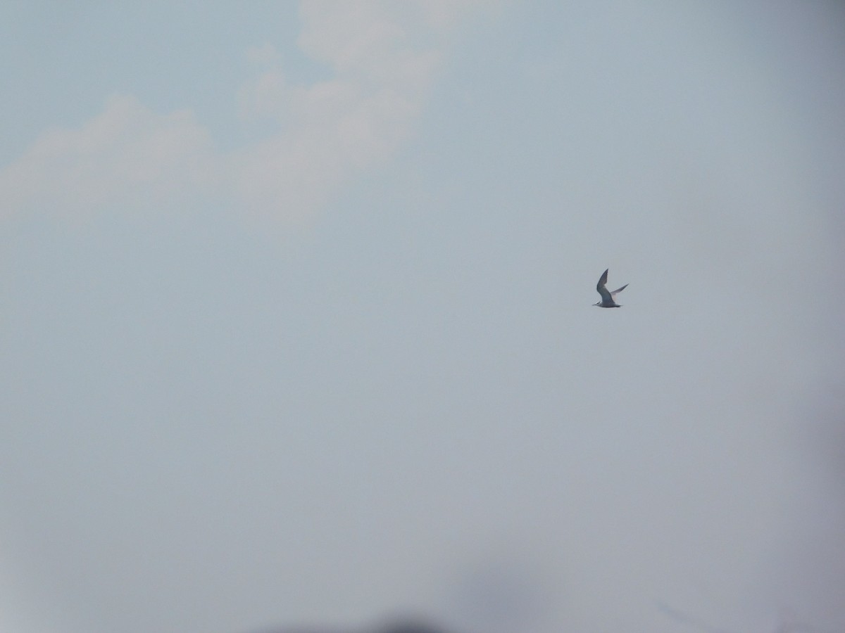 Aleutian Tern - ML647743402