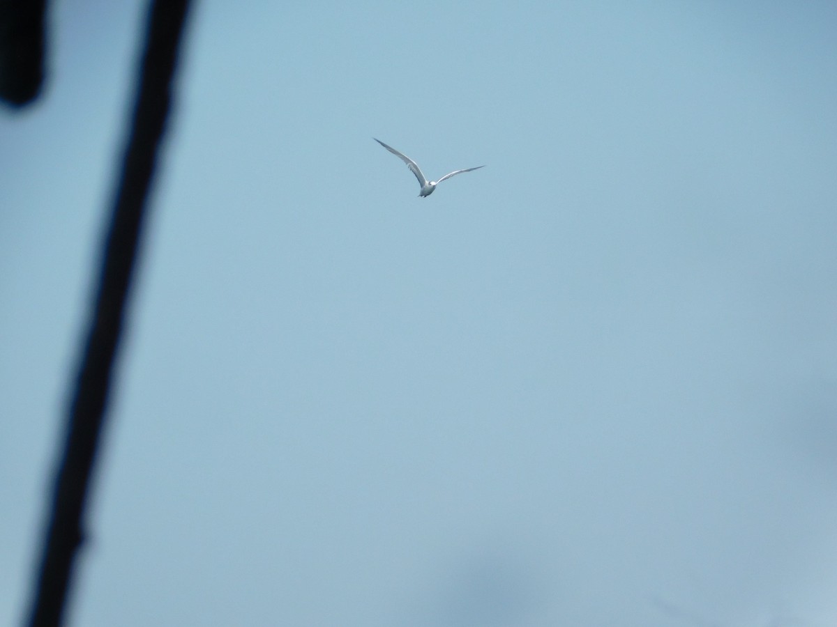 Aleutian Tern - ML647743403