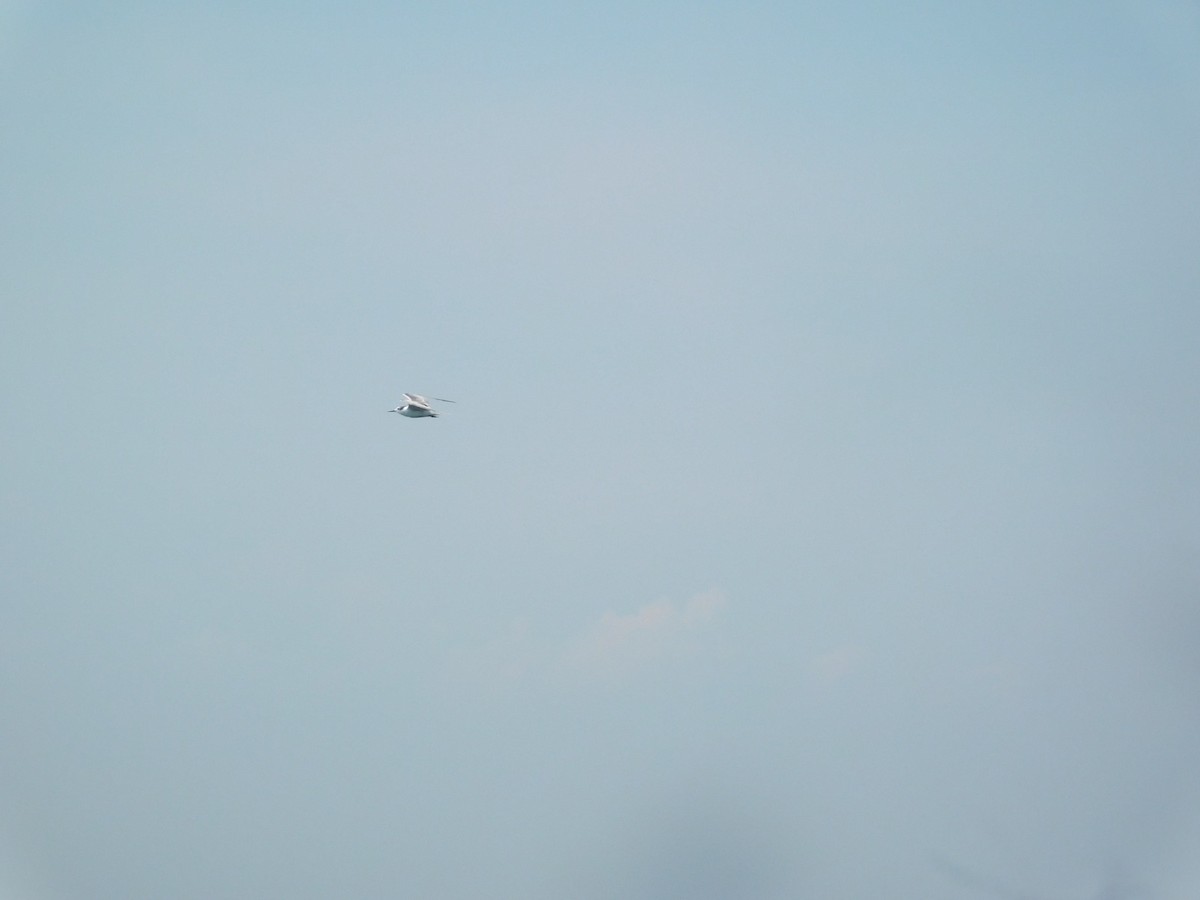 Aleutian Tern - ML647743404