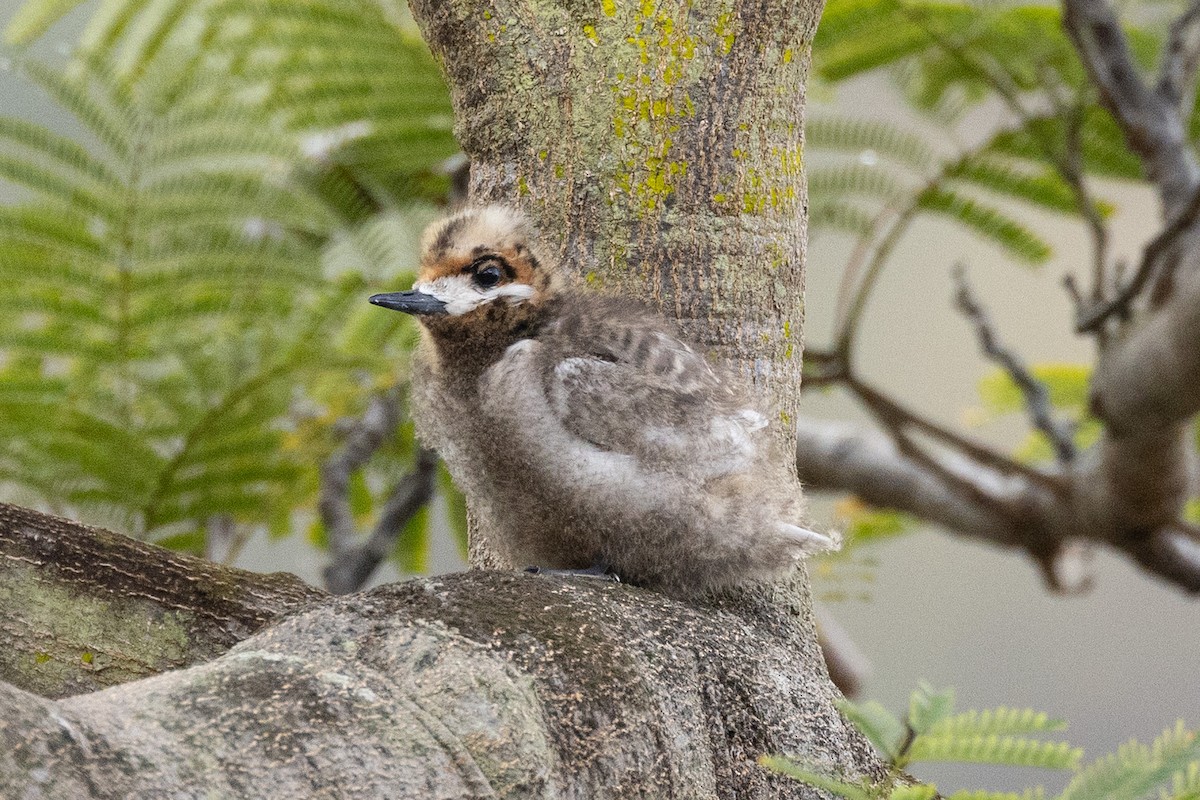 Little White-Tern - ML647743409