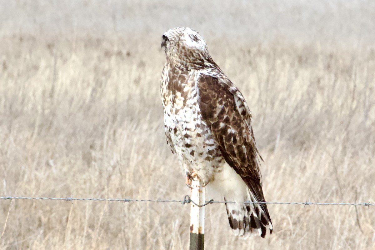 Rough-legged Hawk - ML647743417