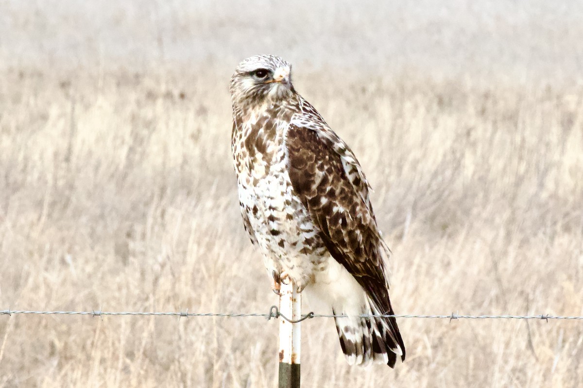 Rough-legged Hawk - ML647743418