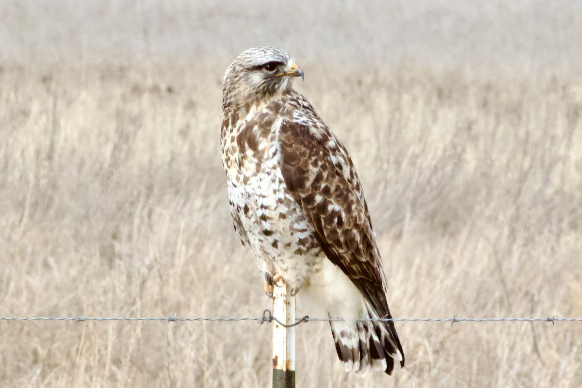 Rough-legged Hawk - ML647743419