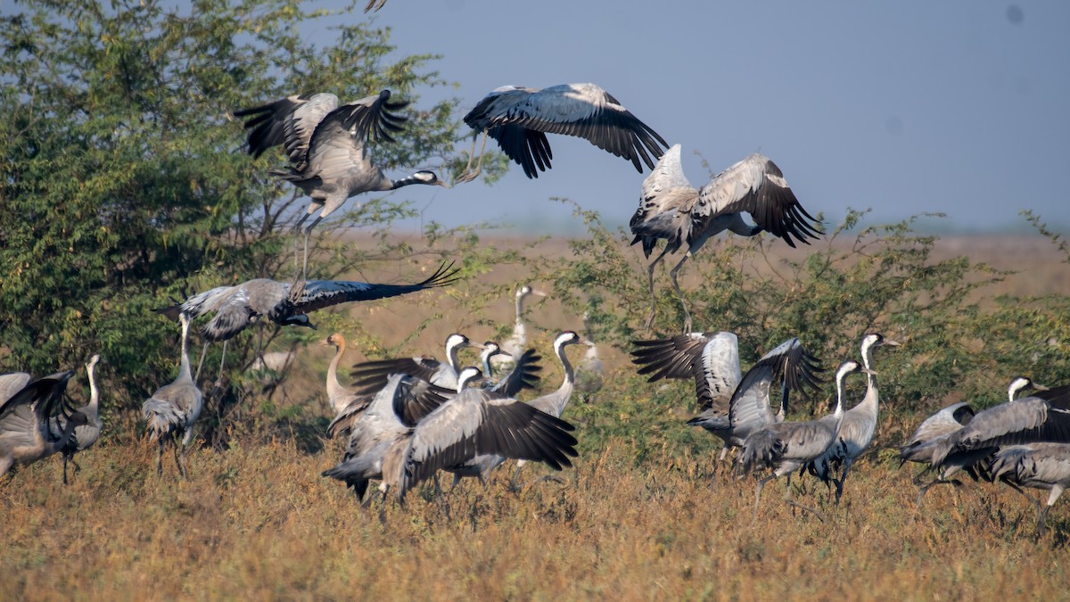 Common Crane - ML647743420