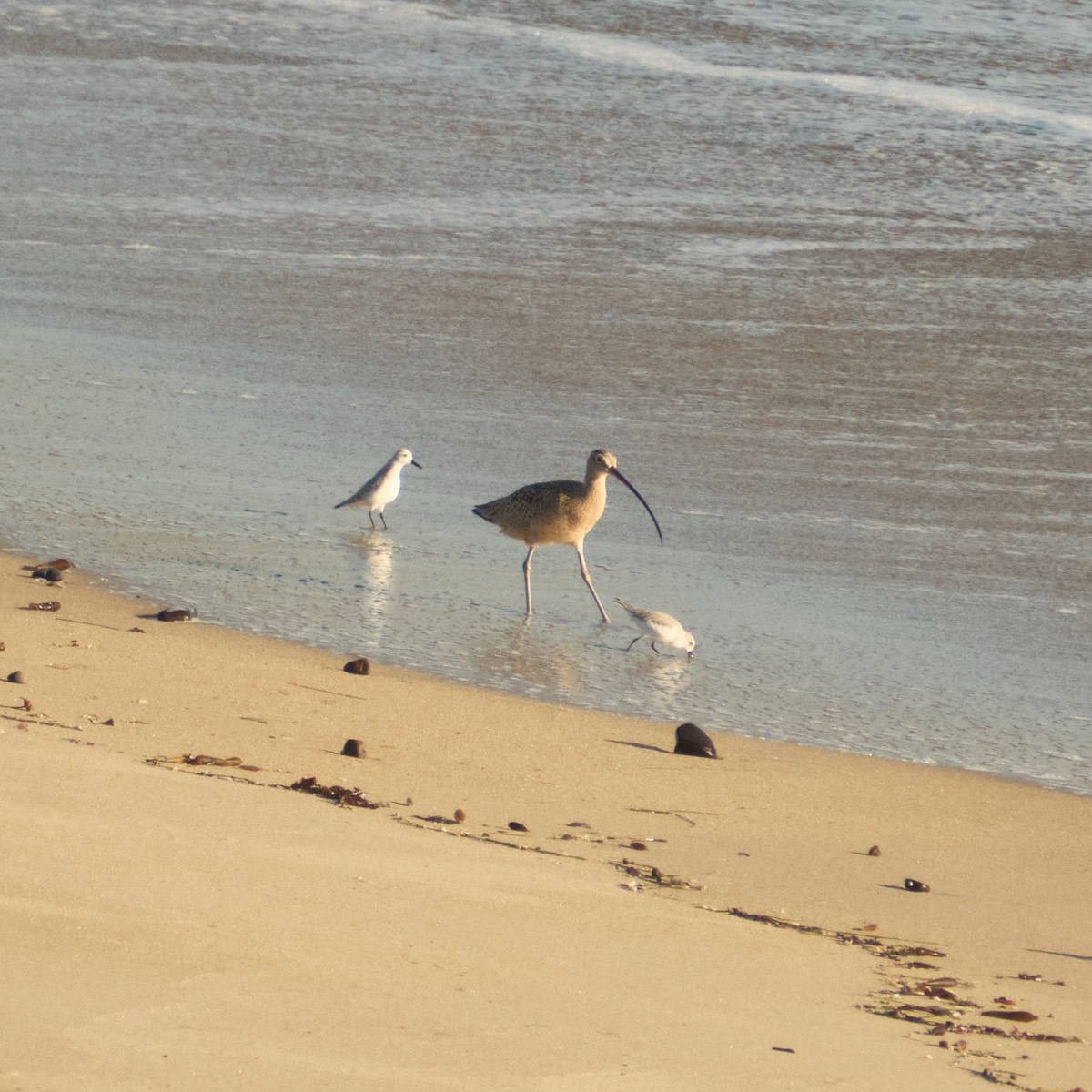 Sanderling - ML647743423