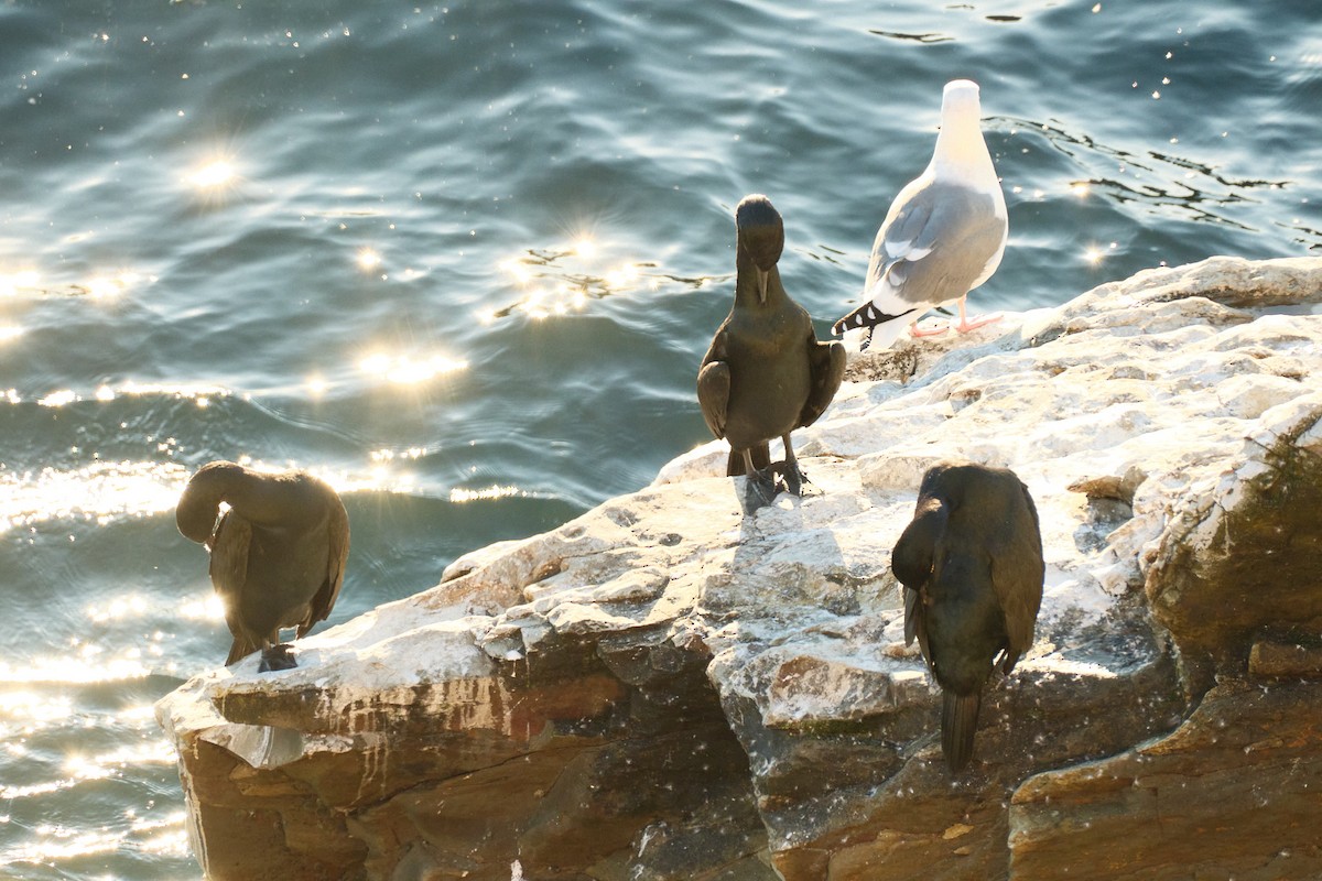 Western Gull - ML647743425