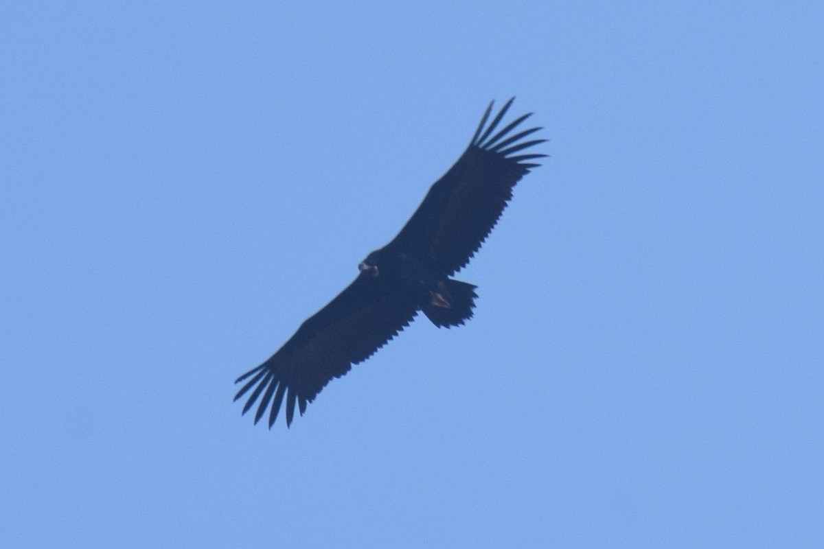 Cinereous Vulture - ML647743427