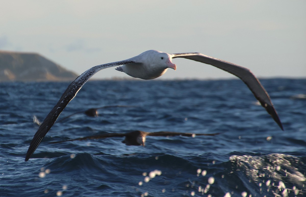 Antipodean Albatross (Gibson's) - ML647743428