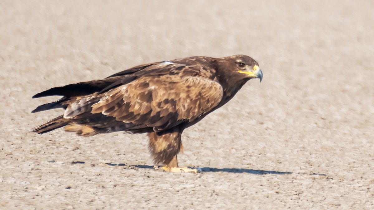 Steppe Eagle - ML647743430