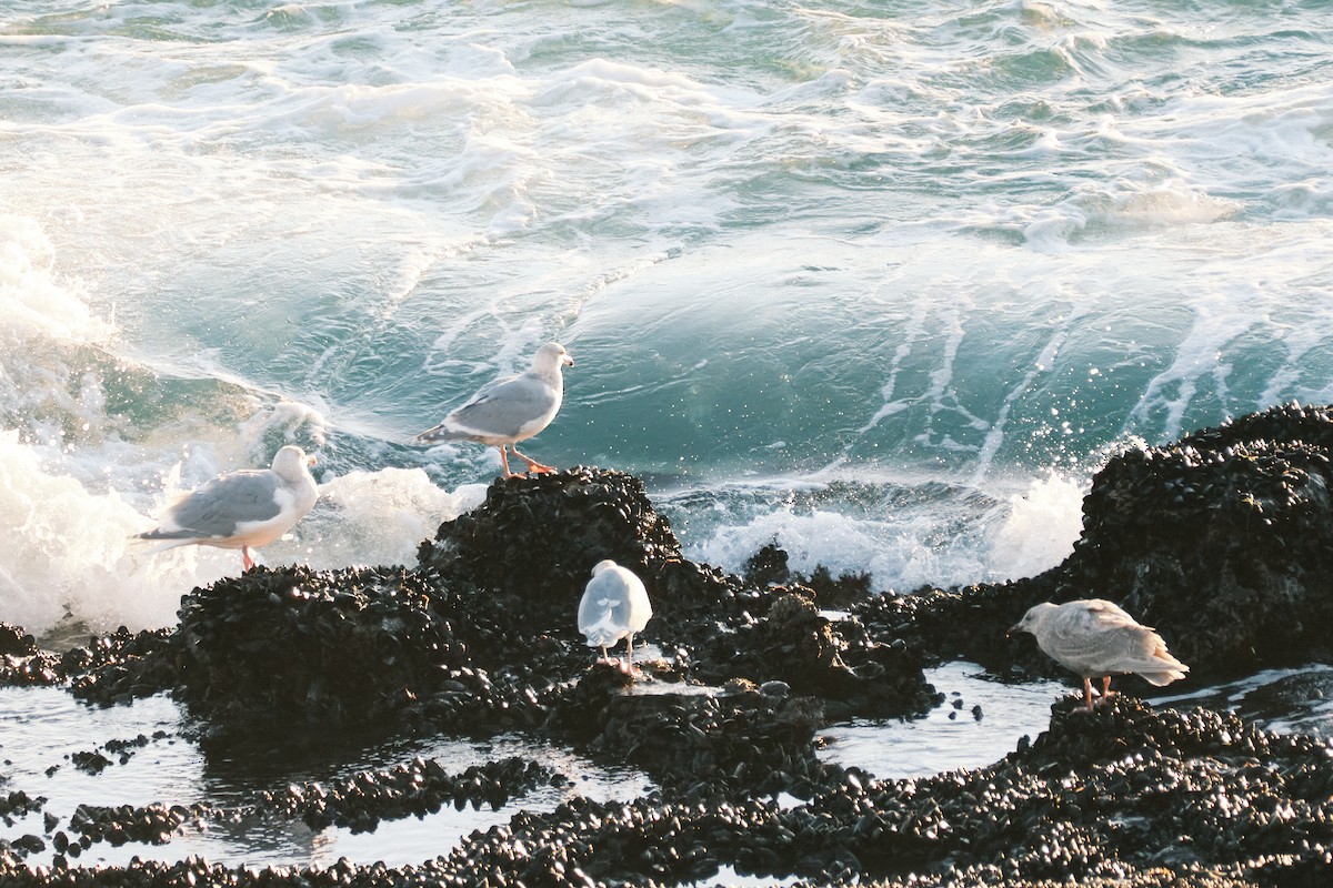 Glaucous-winged Gull - ML647743431