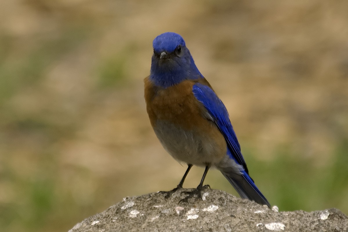 Western Bluebird - ML647743436
