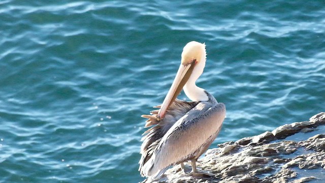 Brown Pelican - ML647743463