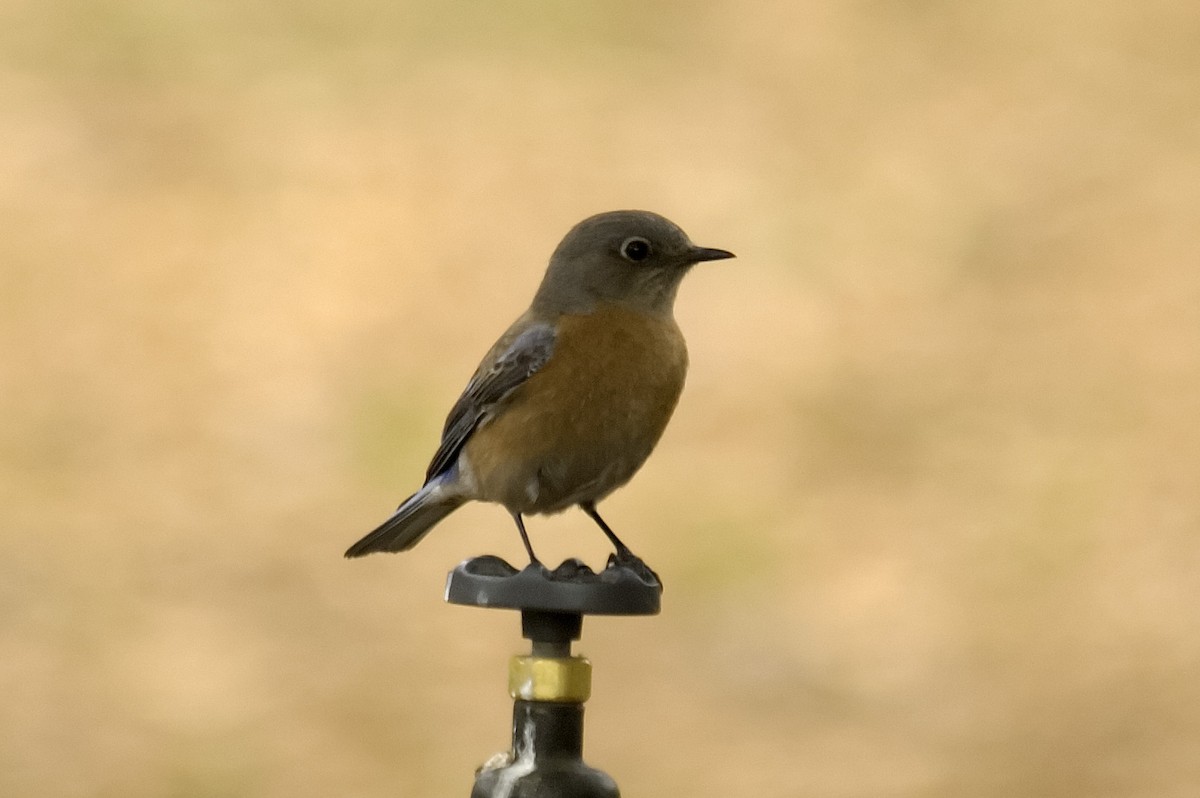 Western Bluebird - ML647743467