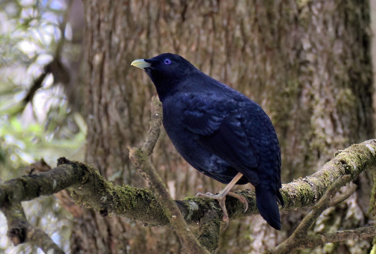 Satin Bowerbird - ML647743468