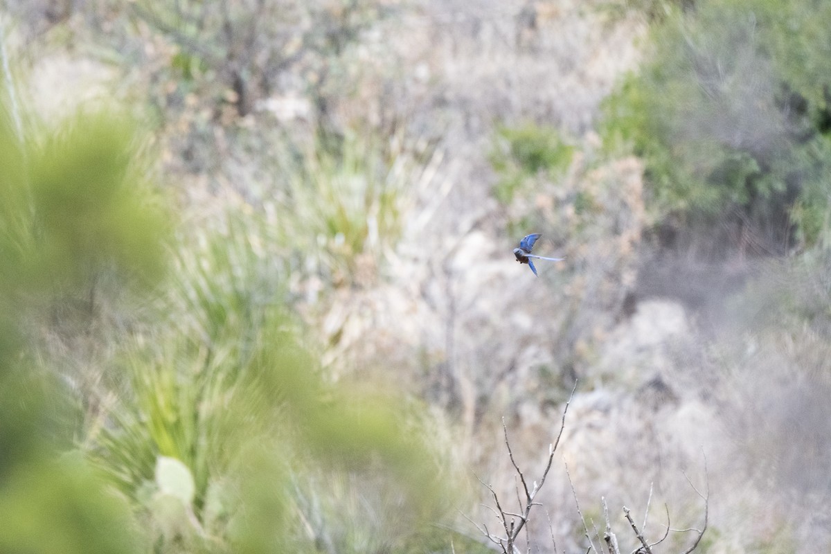 Western Bluebird - ML647743473