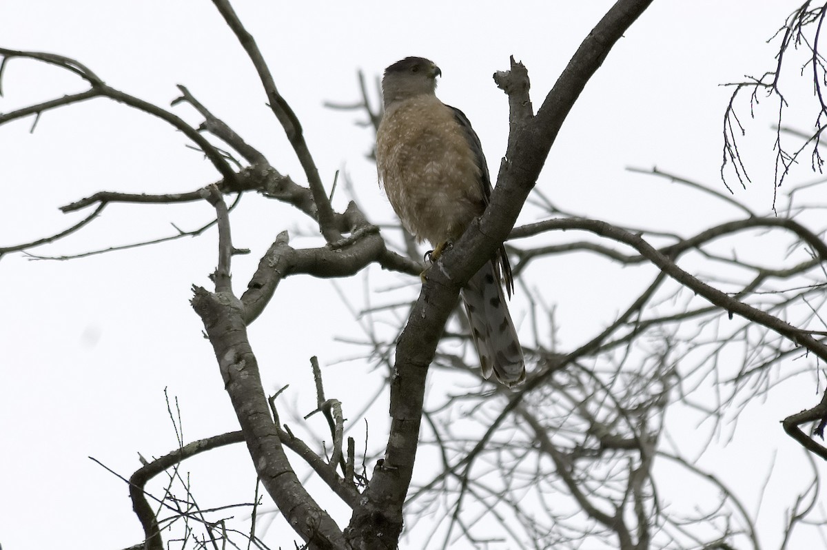 Gavilán de Cooper - ML647743474