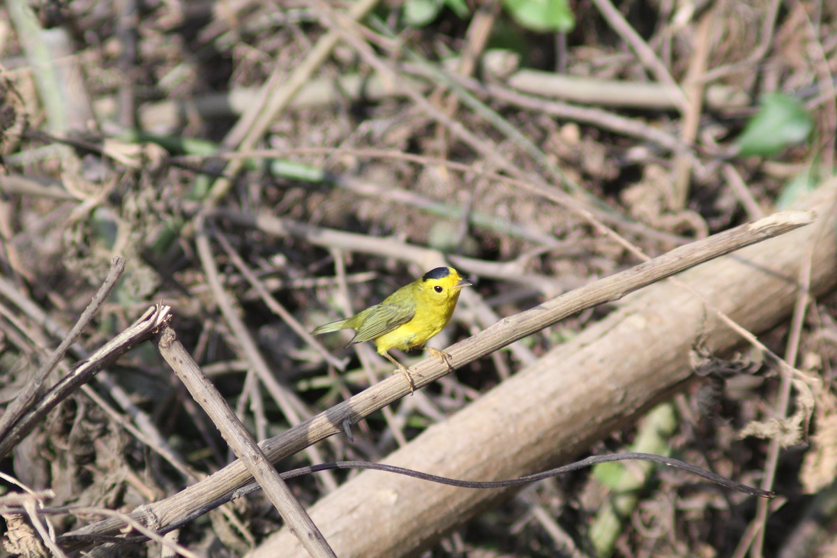 Wilson's Warbler - ML647743499