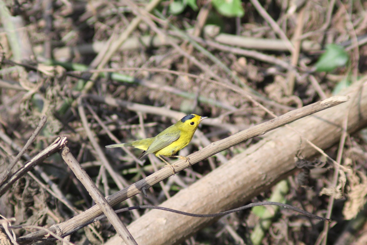 Wilson's Warbler - ML647743500