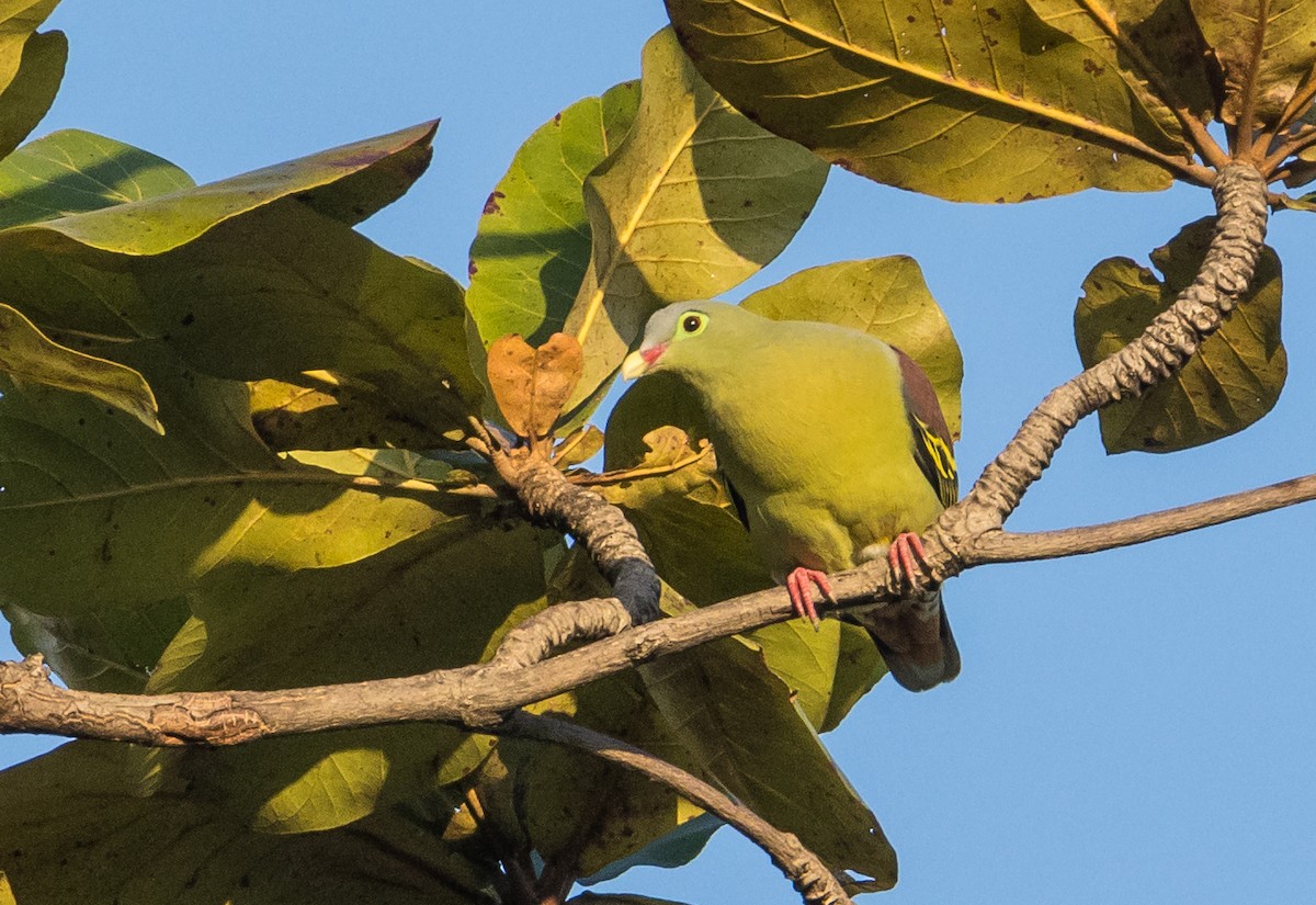 holub indomalajský - ML647743504