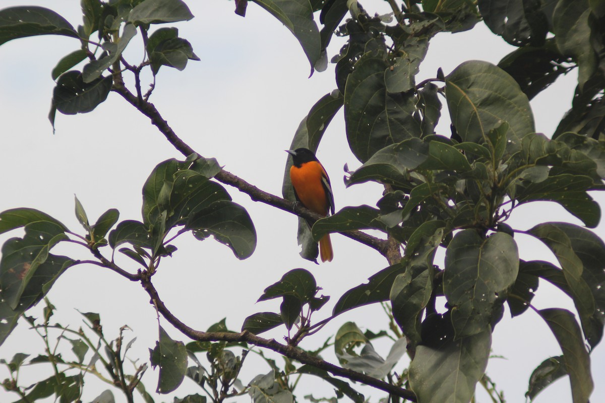 Балтиморский трупиал - ML647743506