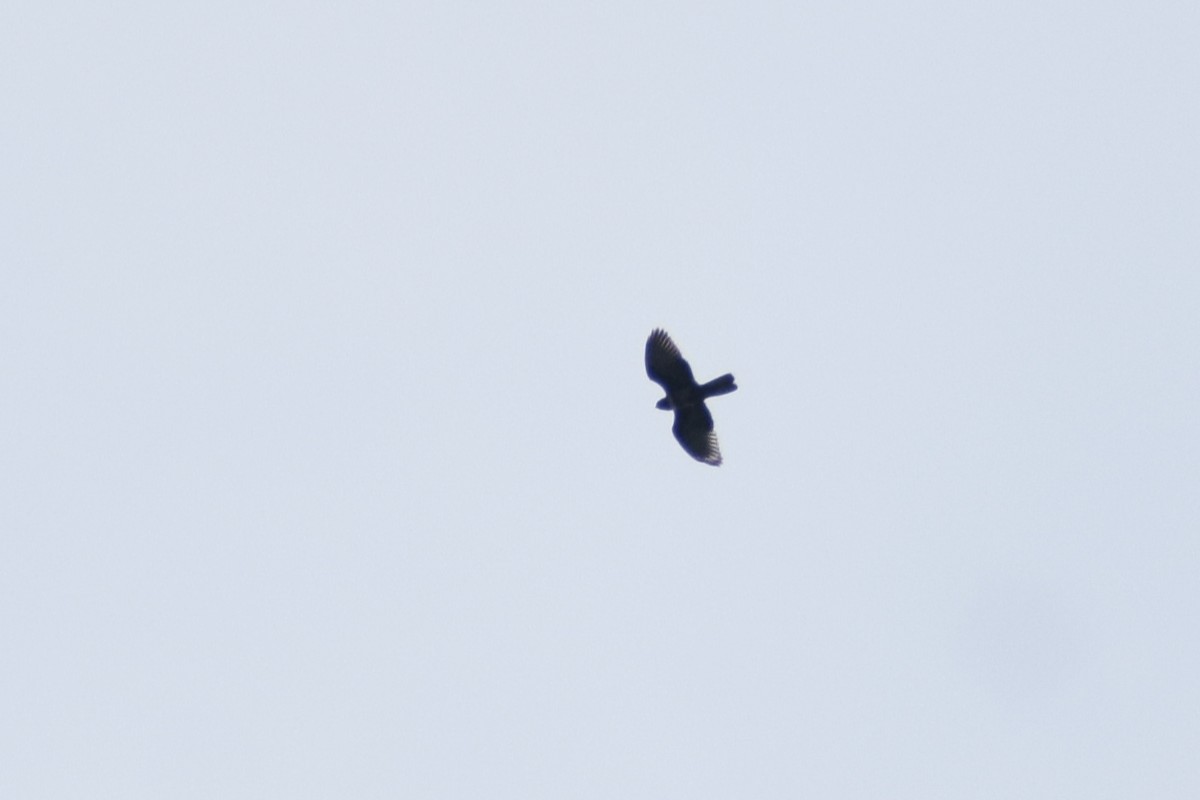 aviceda černá - ML647743511