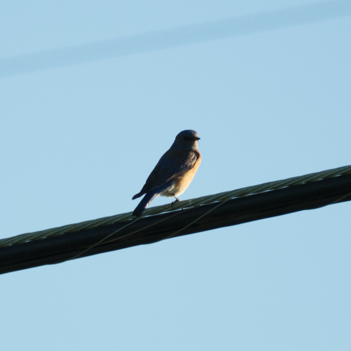 Western Bluebird - ML647743519