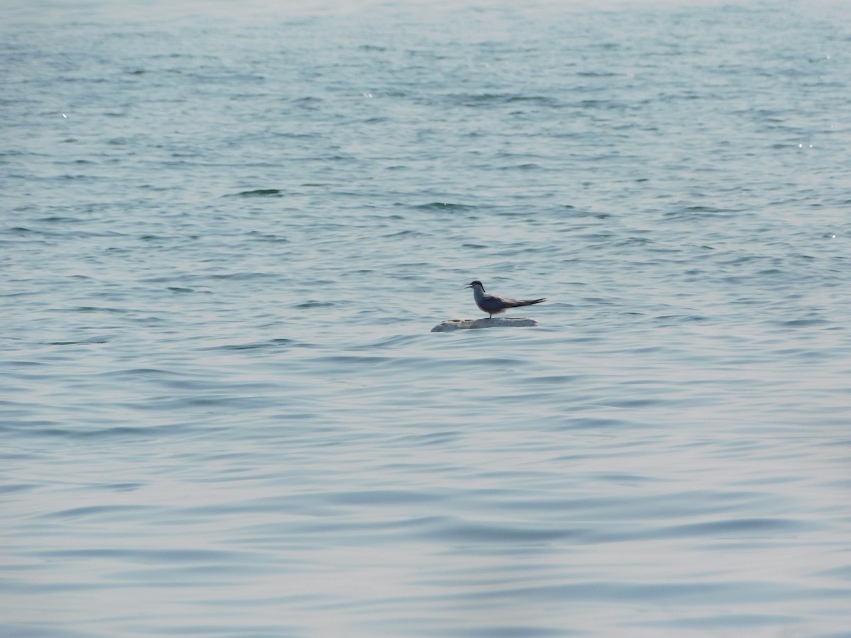 Common Tern (longipennis) - ML647743520