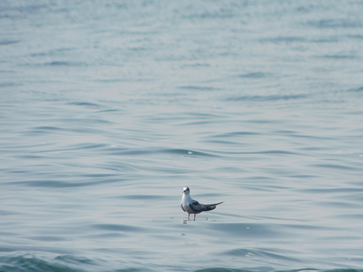 Common Tern (longipennis) - ML647743521