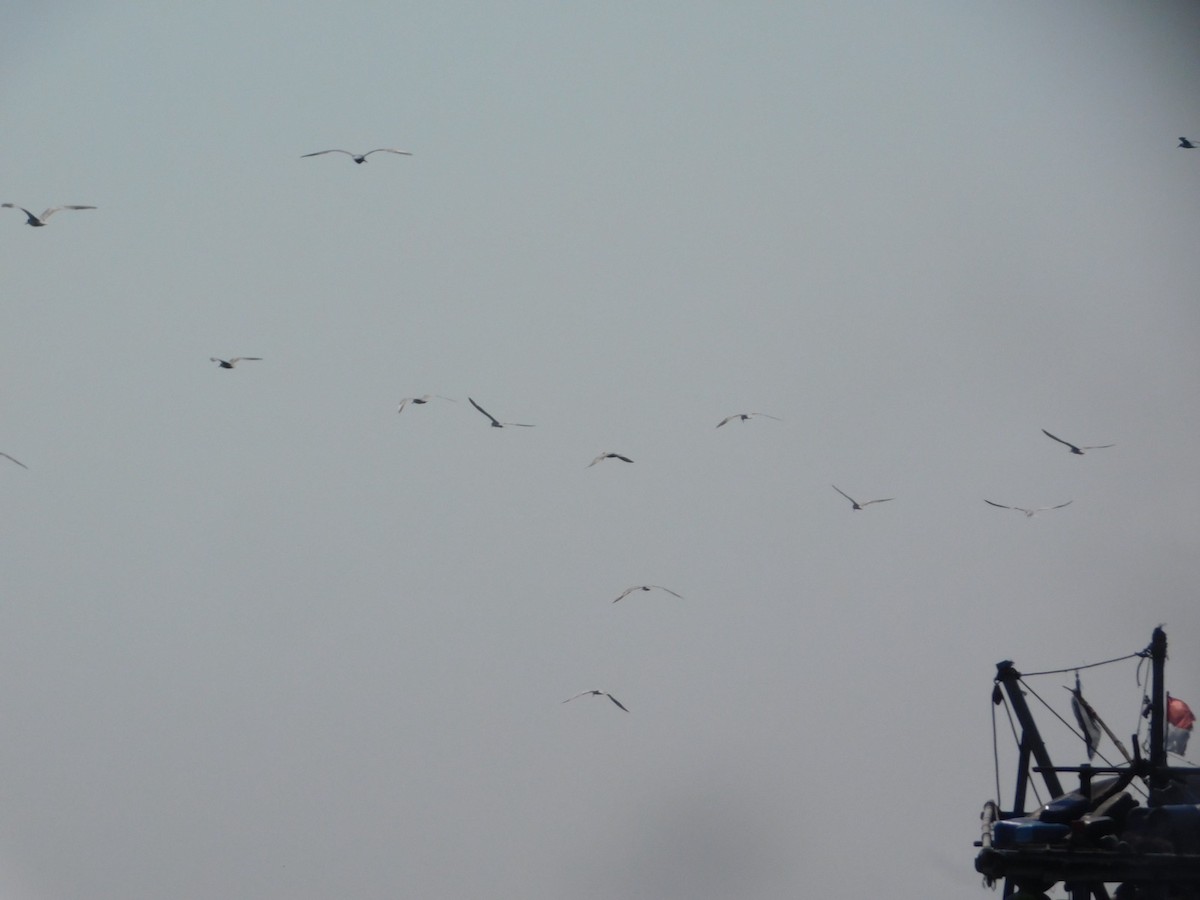 Common Tern (longipennis) - ML647743522