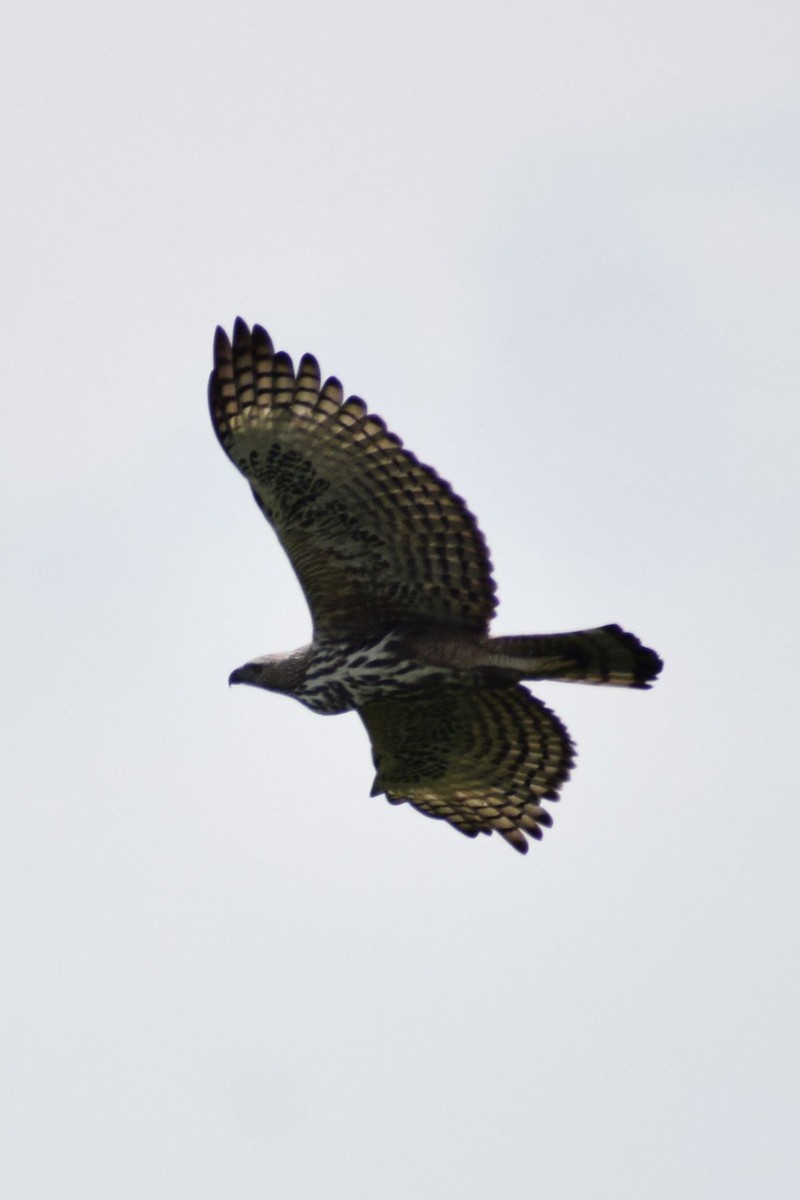 orel proměnlivý - ML647743525